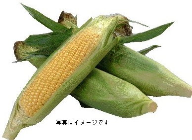 茨城県産他　とうもろこし　１本
