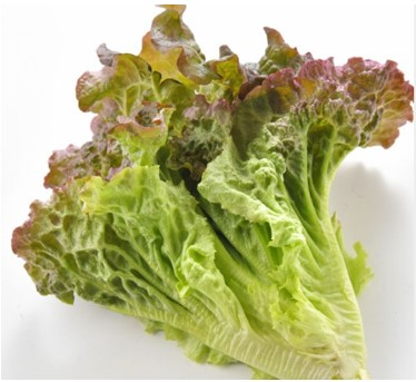 茨城県産他　リーフレタス（サニーレタス）　１束